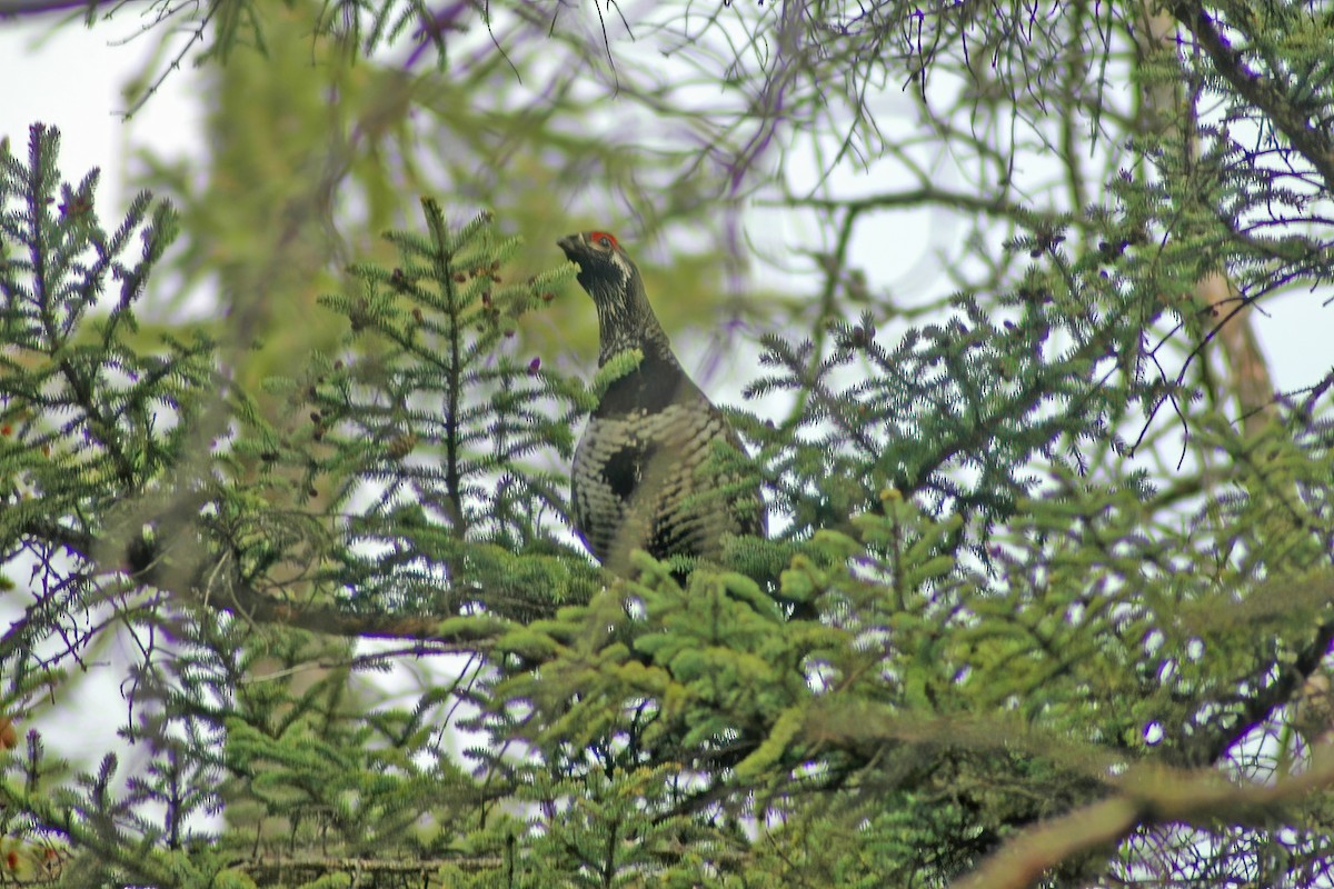 Spruce Grouse - ML627766095