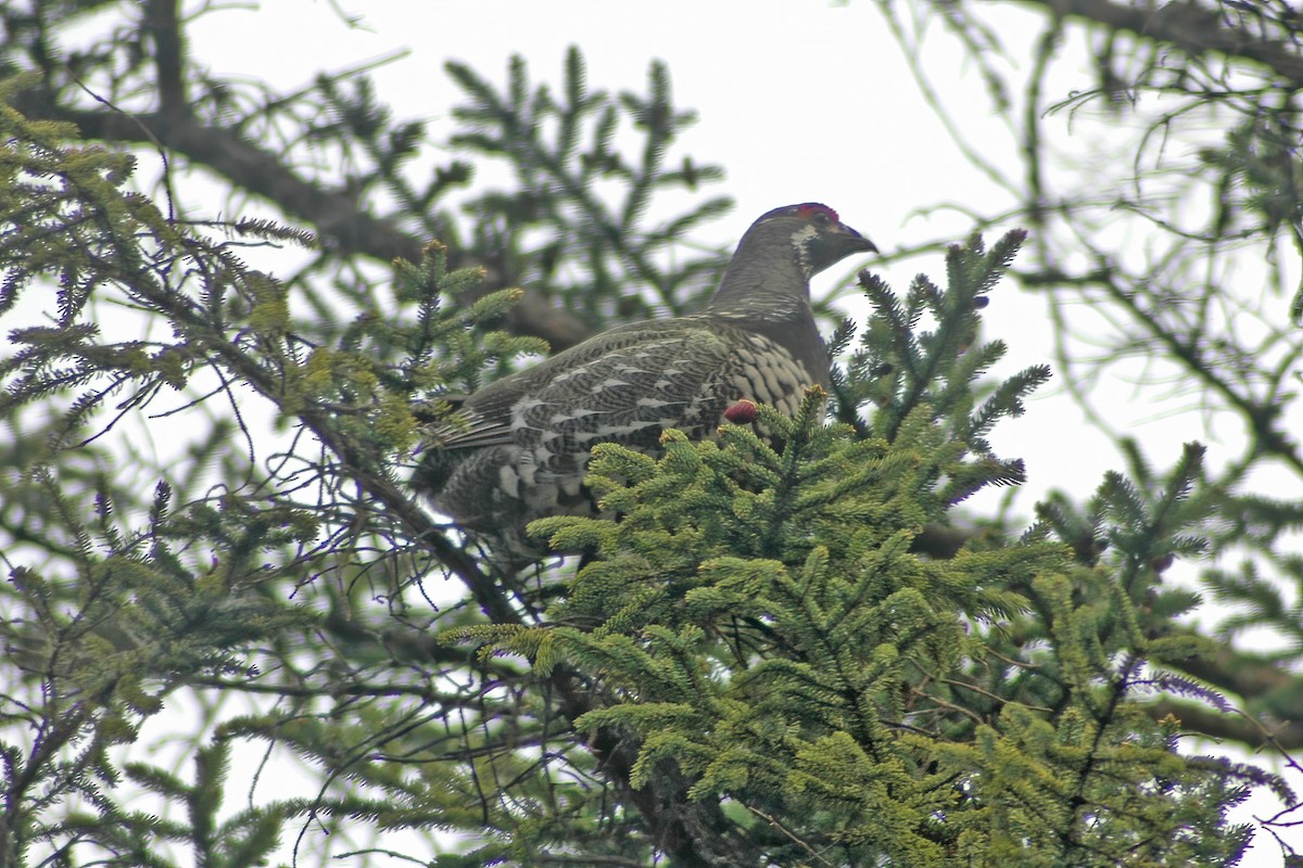Spruce Grouse - ML627766096