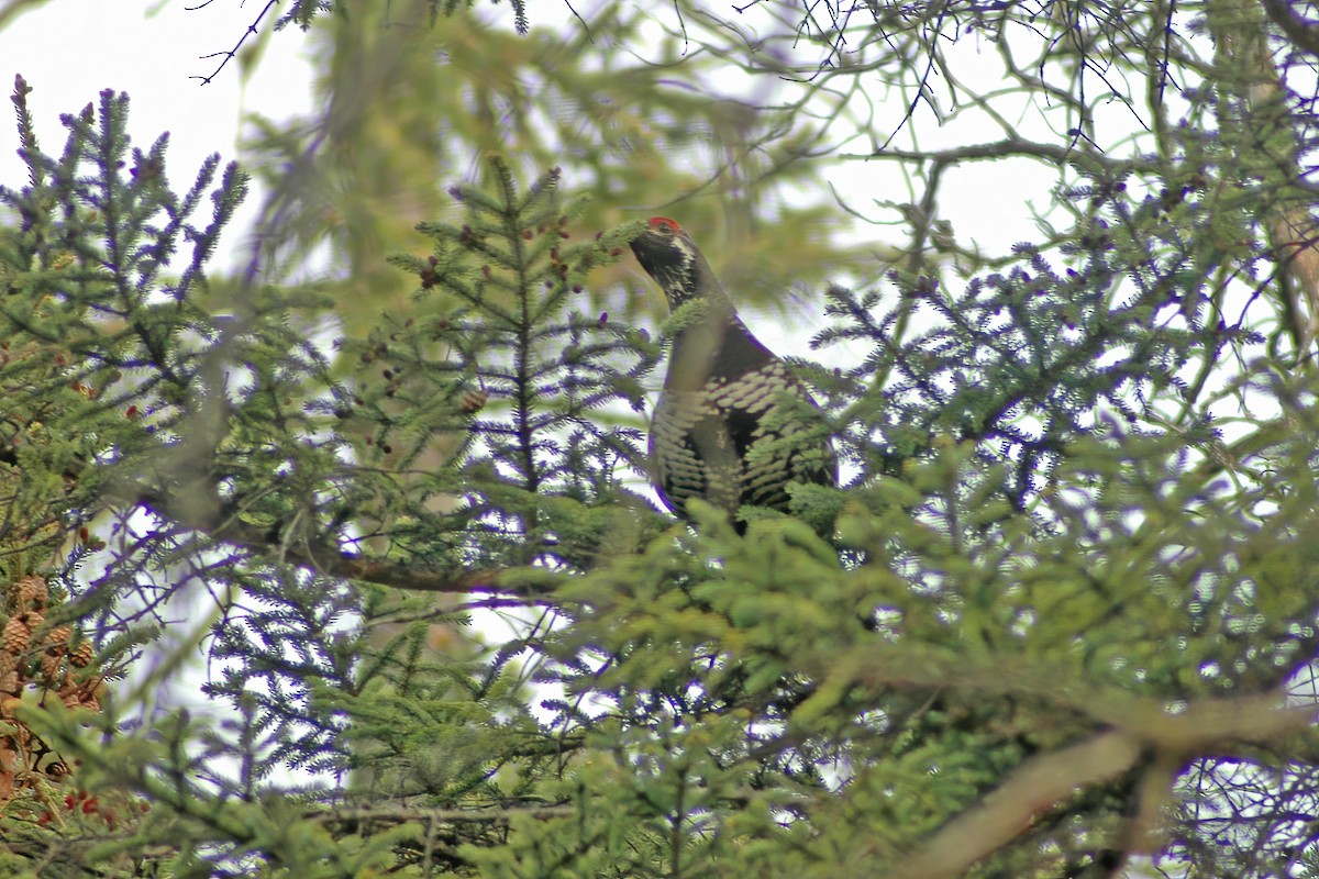 Spruce Grouse - ML627766097