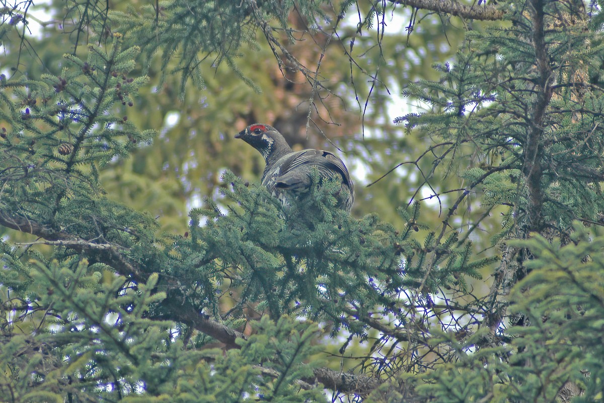 Spruce Grouse - ML627766098