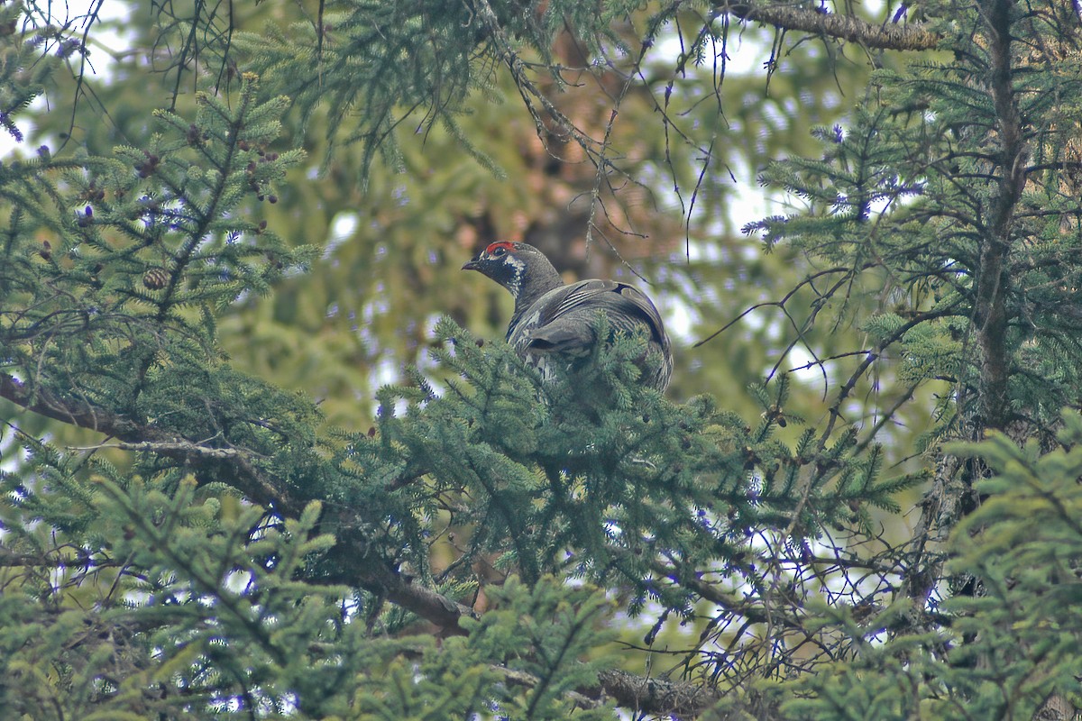 Spruce Grouse - ML627766099