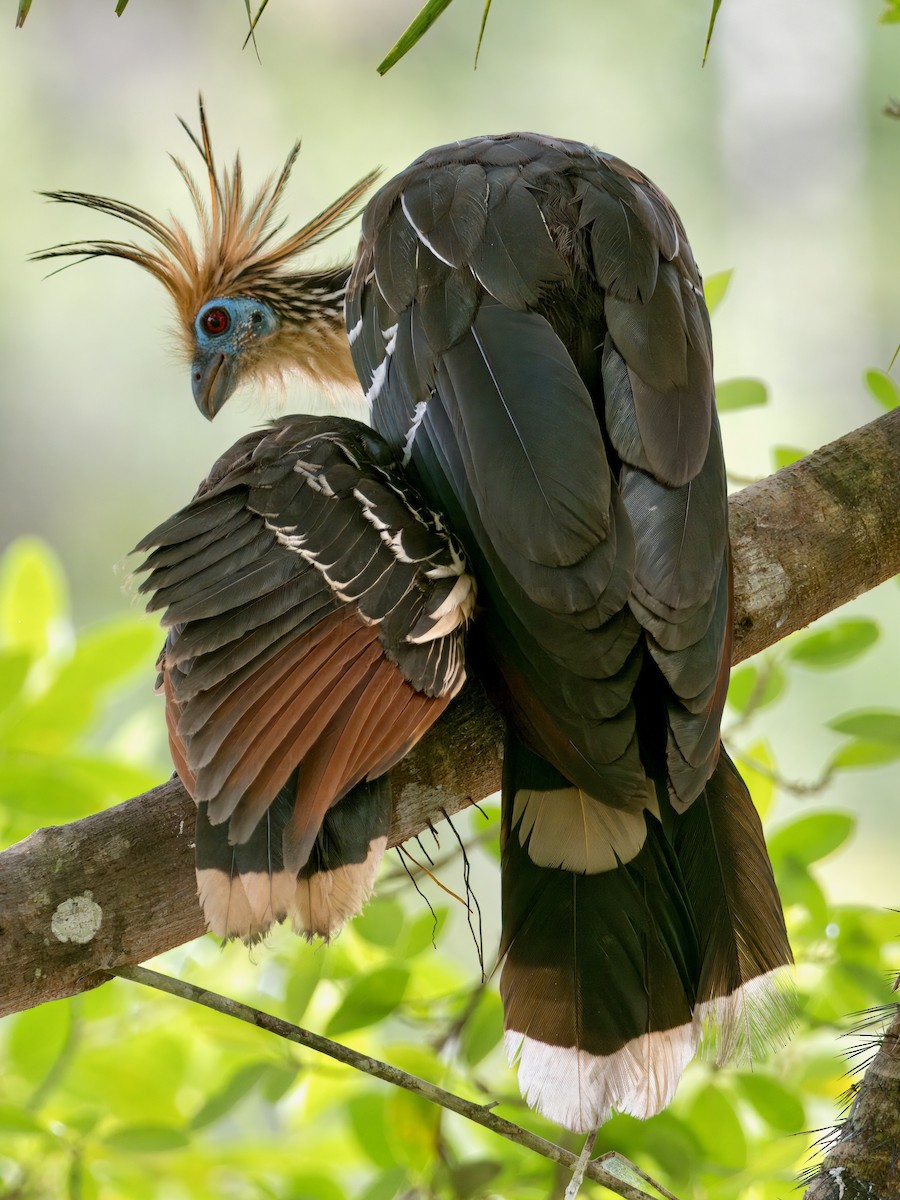 Hoatzin - ML627766105