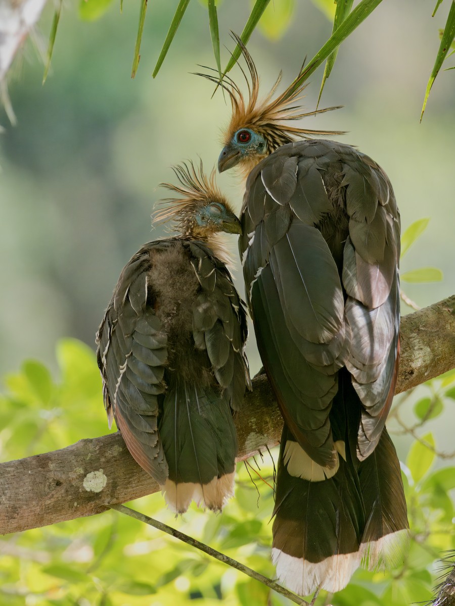 Hoatzin - ML627766106