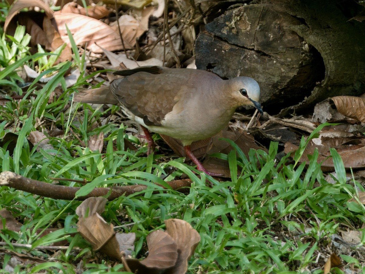 Gray-fronted Dove - ML627766146