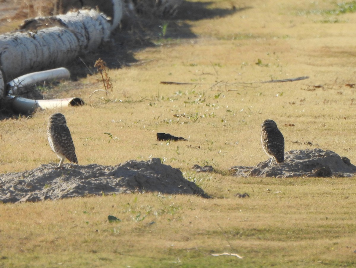 Burrowing Owl - ML627766149