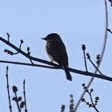 Eastern Phoebe - ML627766223