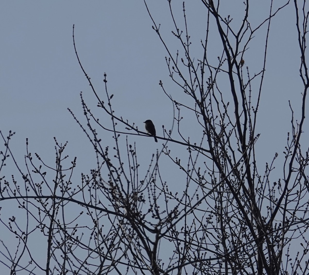 Eastern Phoebe - ML627766224