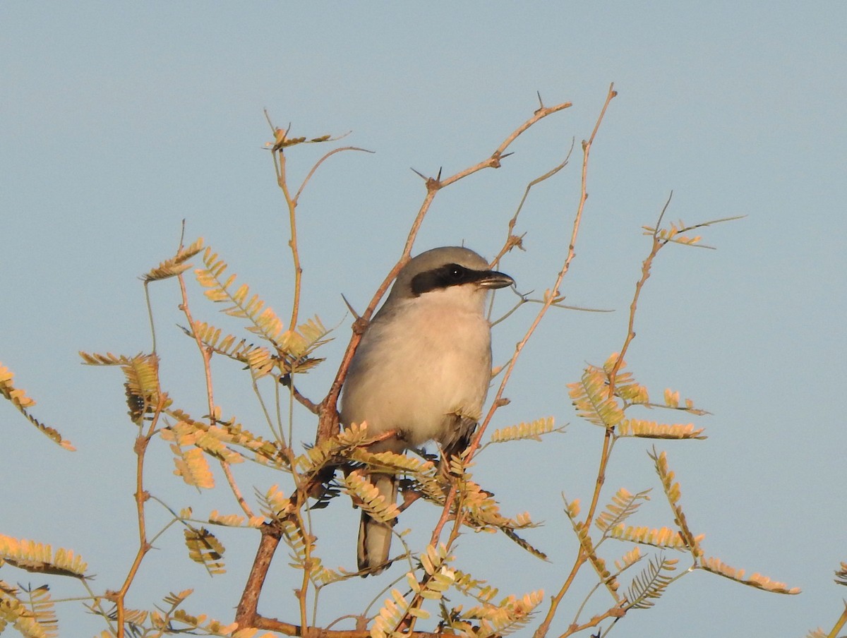 Loggerhead Shrike - ML627766250