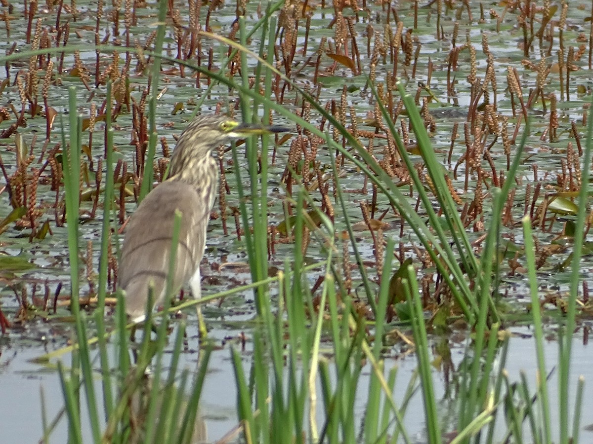 mangrovehegre - ML627766262