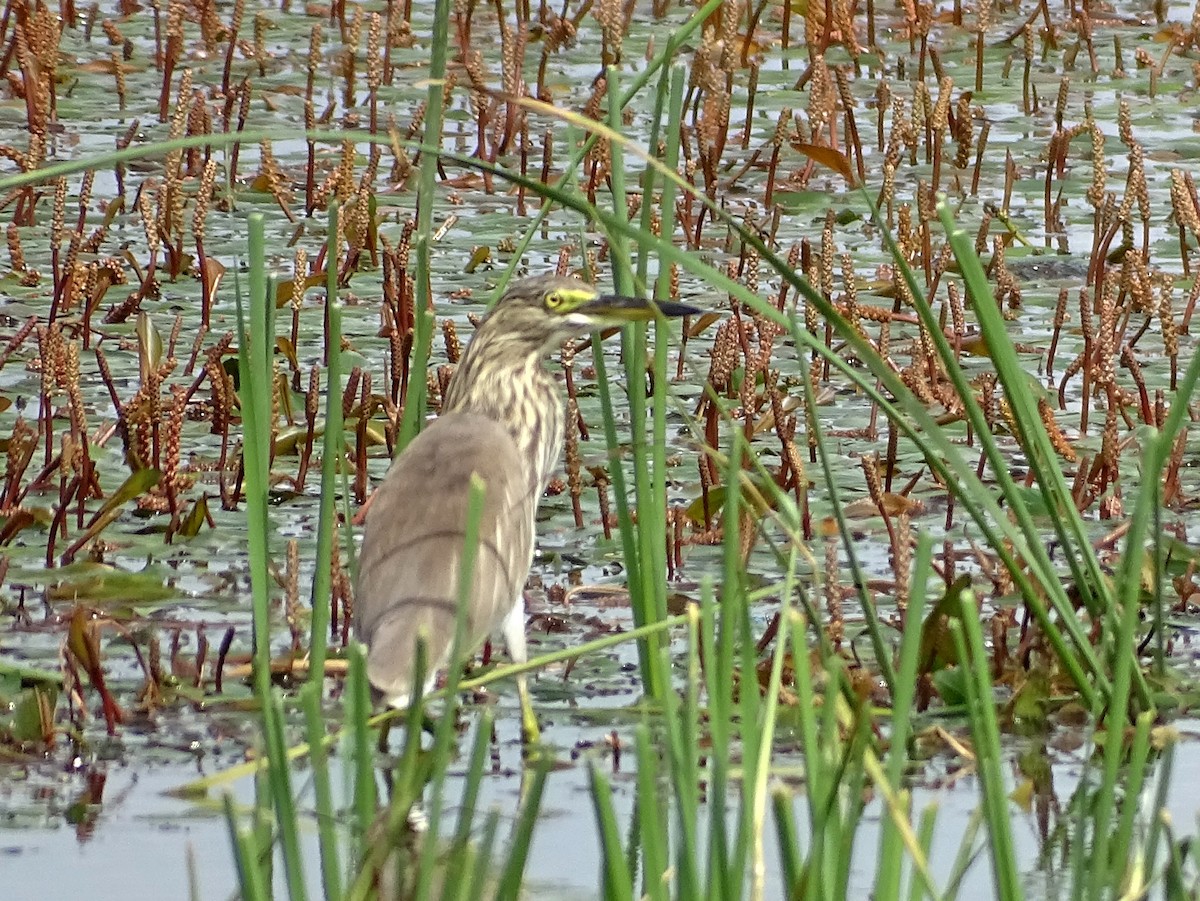 mangrovehegre - ML627766263