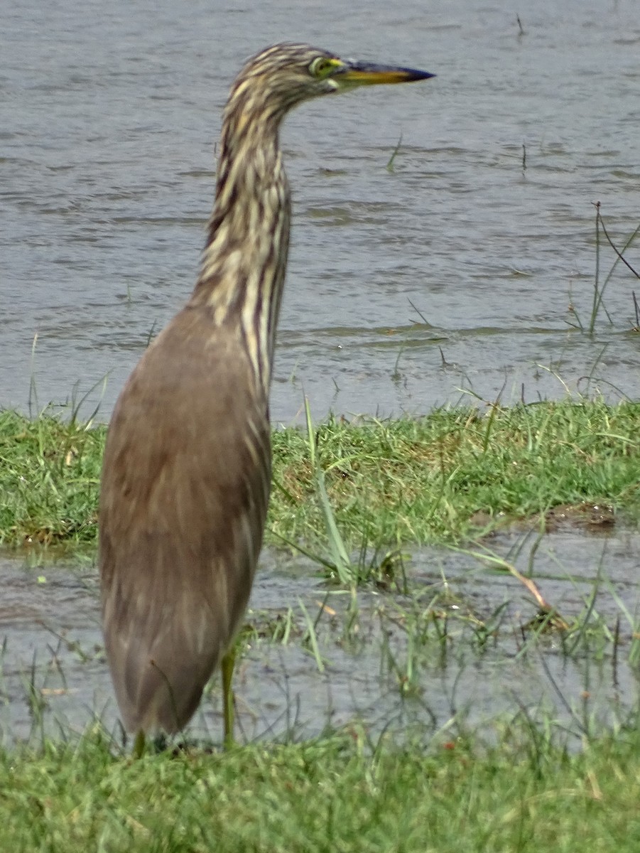 mangrovehegre - ML627766265