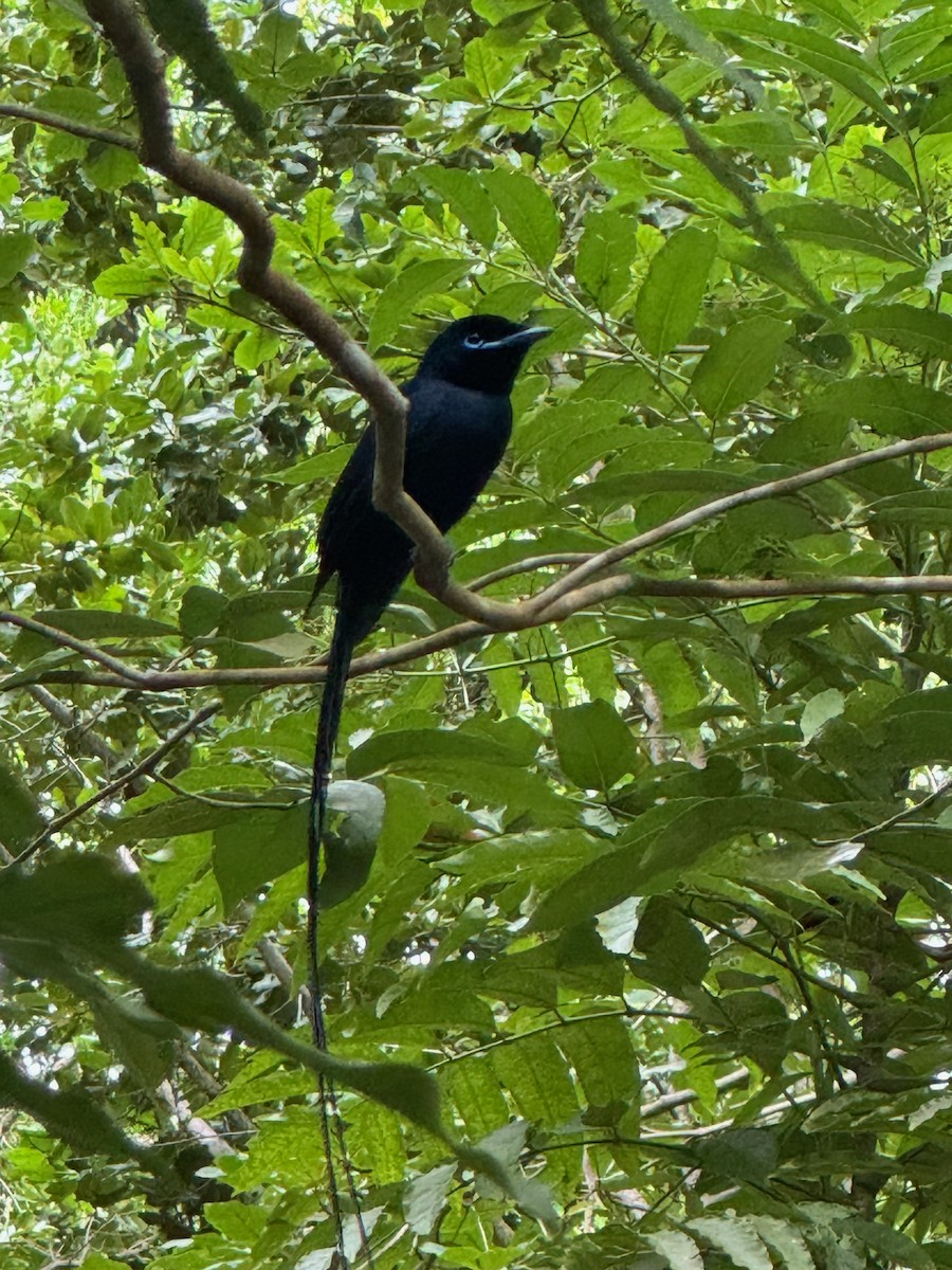 Seychelles Paradise-Flycatcher - ML627766308