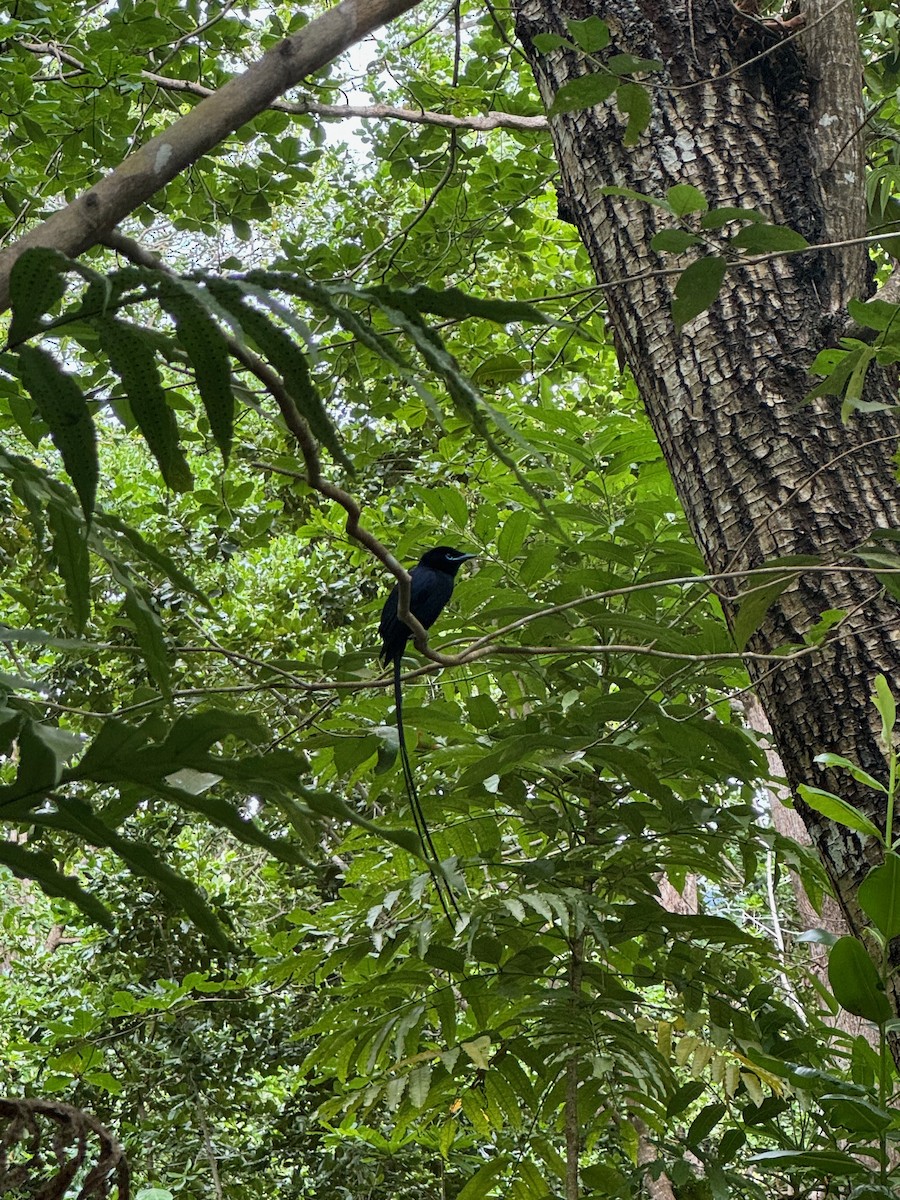 Seychelles Paradise-Flycatcher - ML627766309