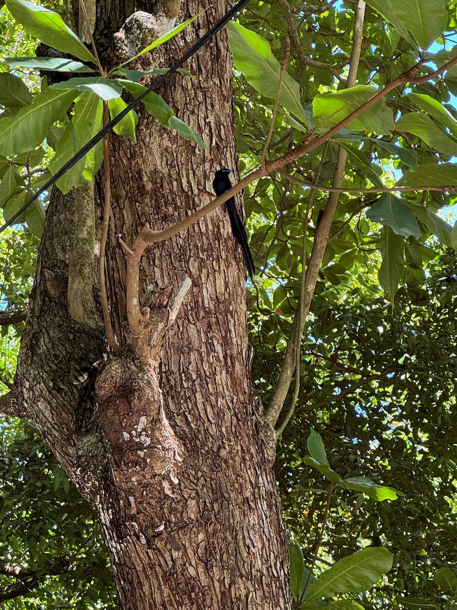 Seychelles Paradise-Flycatcher - ML627766310