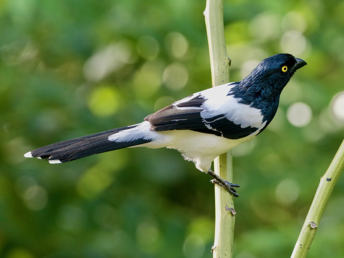 Magpie Tanager - ML627766325