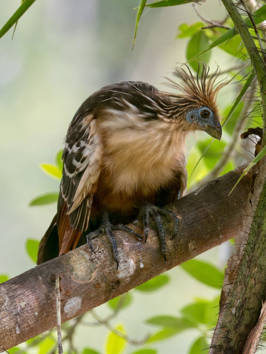 Hoatzin - ML627766336