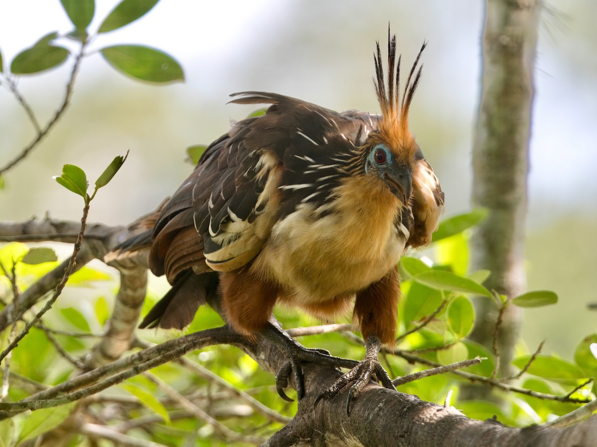 Hoatzin - ML627766337