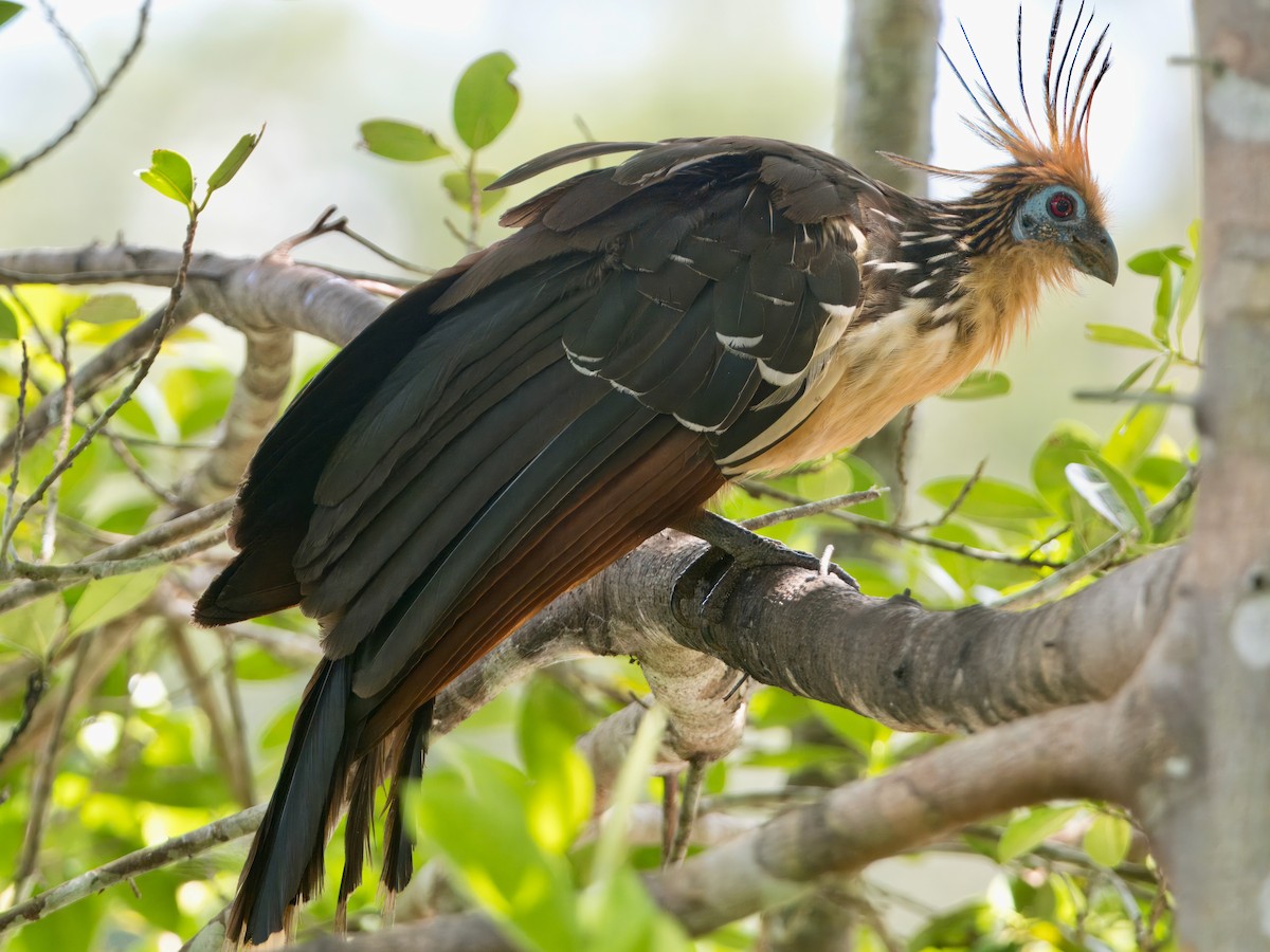 Hoatzin - ML627766338