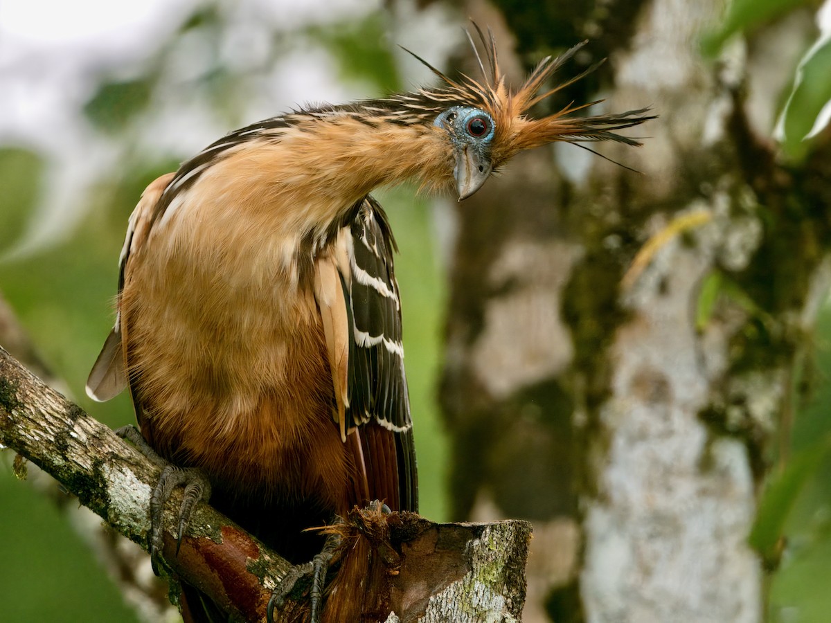 Hoatzin - ML627766339