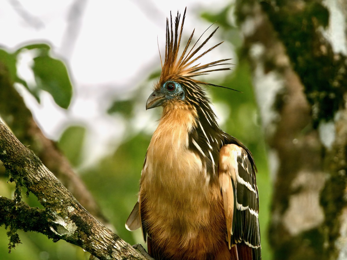 Hoatzin - ML627766340