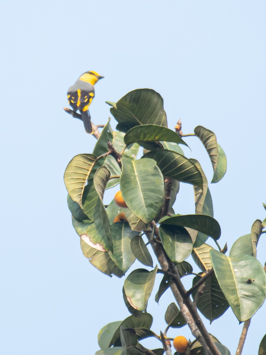 Small Minivet - ML627766342