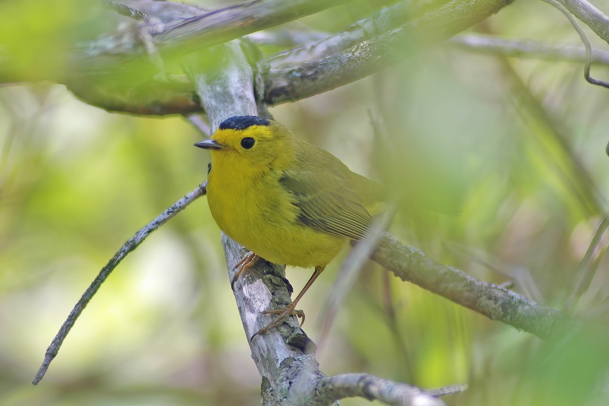 Wilson's Warbler - ML627766379