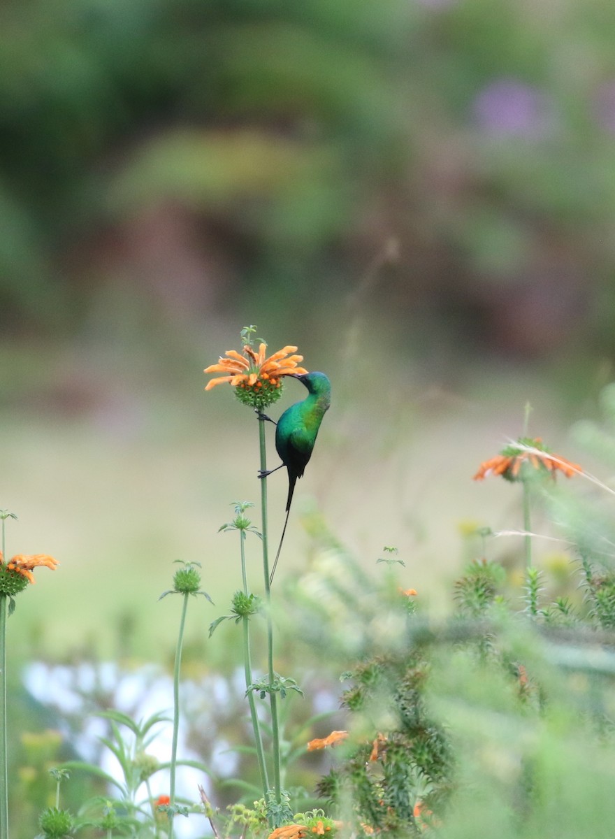 Malachite Sunbird - ML627766448