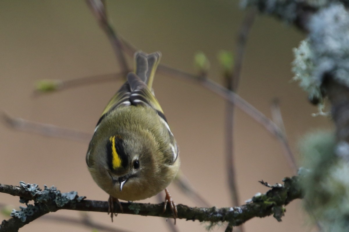 Шар мэлзэн задуулай - ML627766467