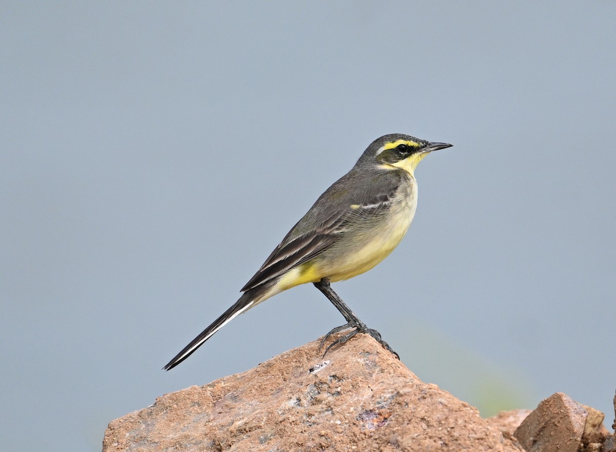 Eastern Yellow Wagtail - ML627766592