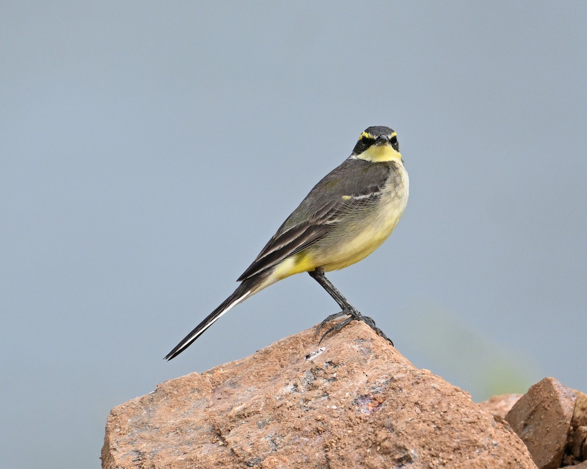 Eastern Yellow Wagtail - ML627766593