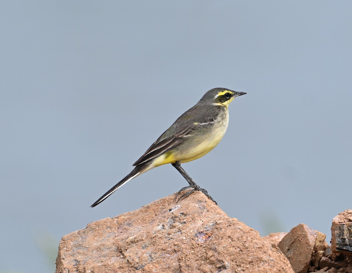 Eastern Yellow Wagtail - ML627766594