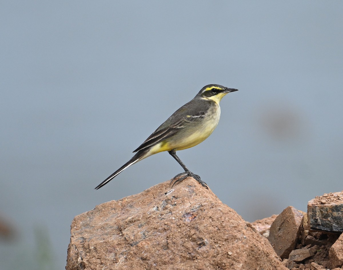 Eastern Yellow Wagtail - ML627766595