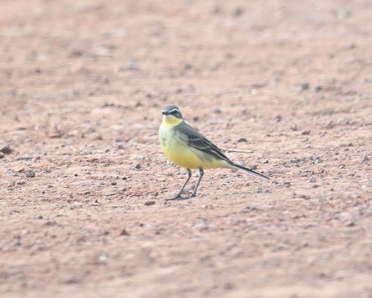 Eastern Yellow Wagtail - ML627766596