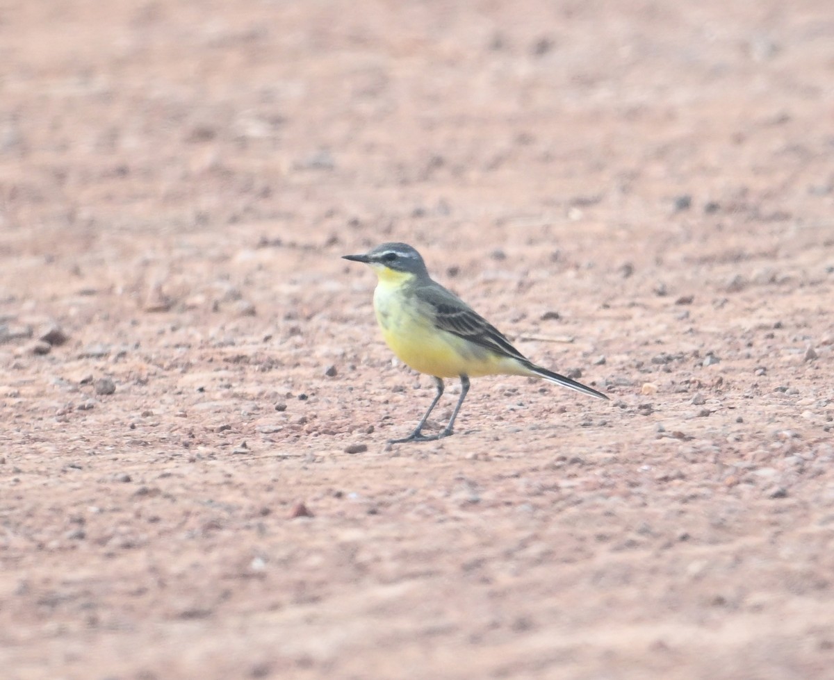 Eastern Yellow Wagtail - ML627766597