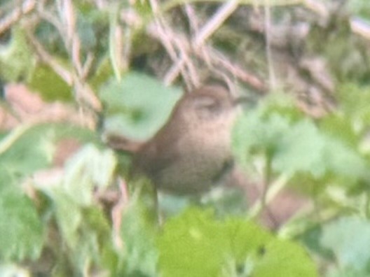 Winter Wren - ML627766606