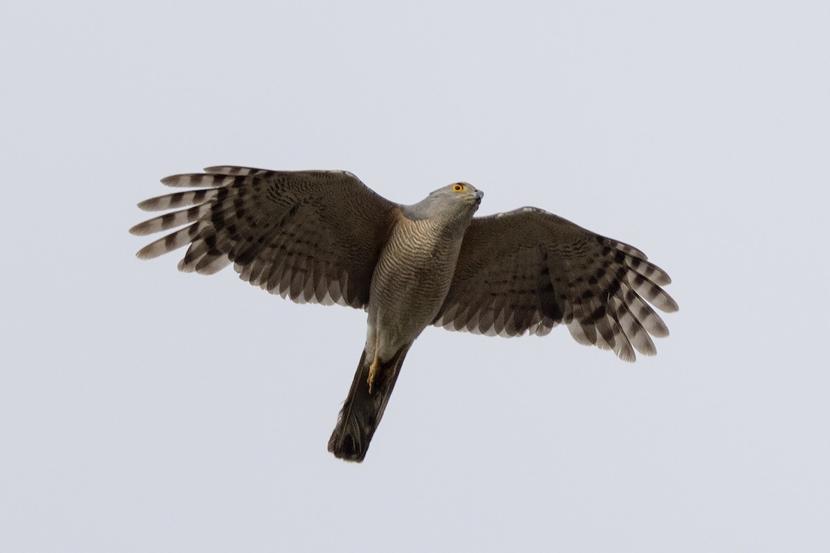 African Goshawk (Southern) - ML627766620