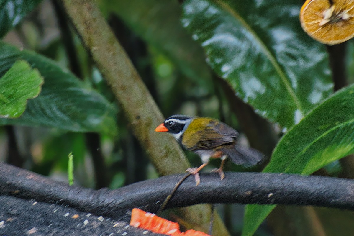 Cerquero Piquinaranja - ML627766676