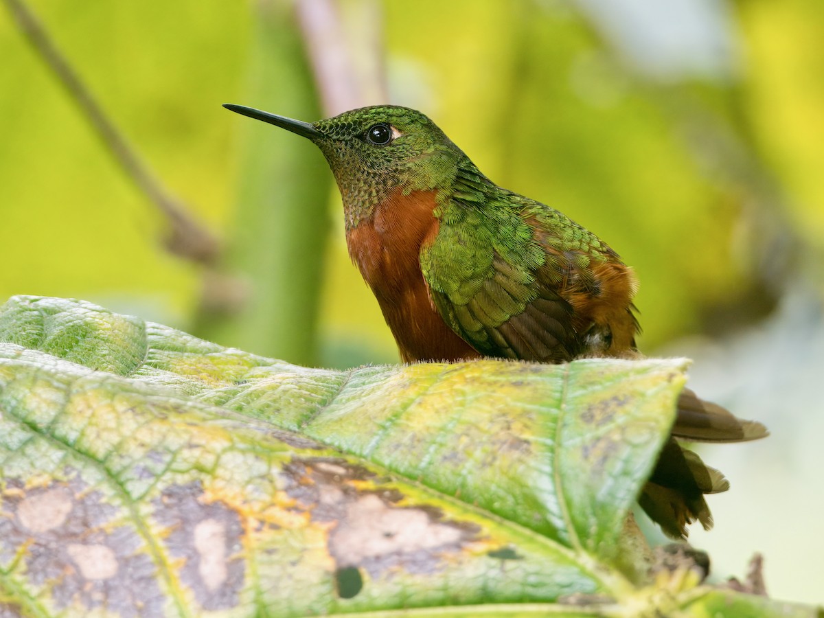 Colibri de Matthews - ML627766684