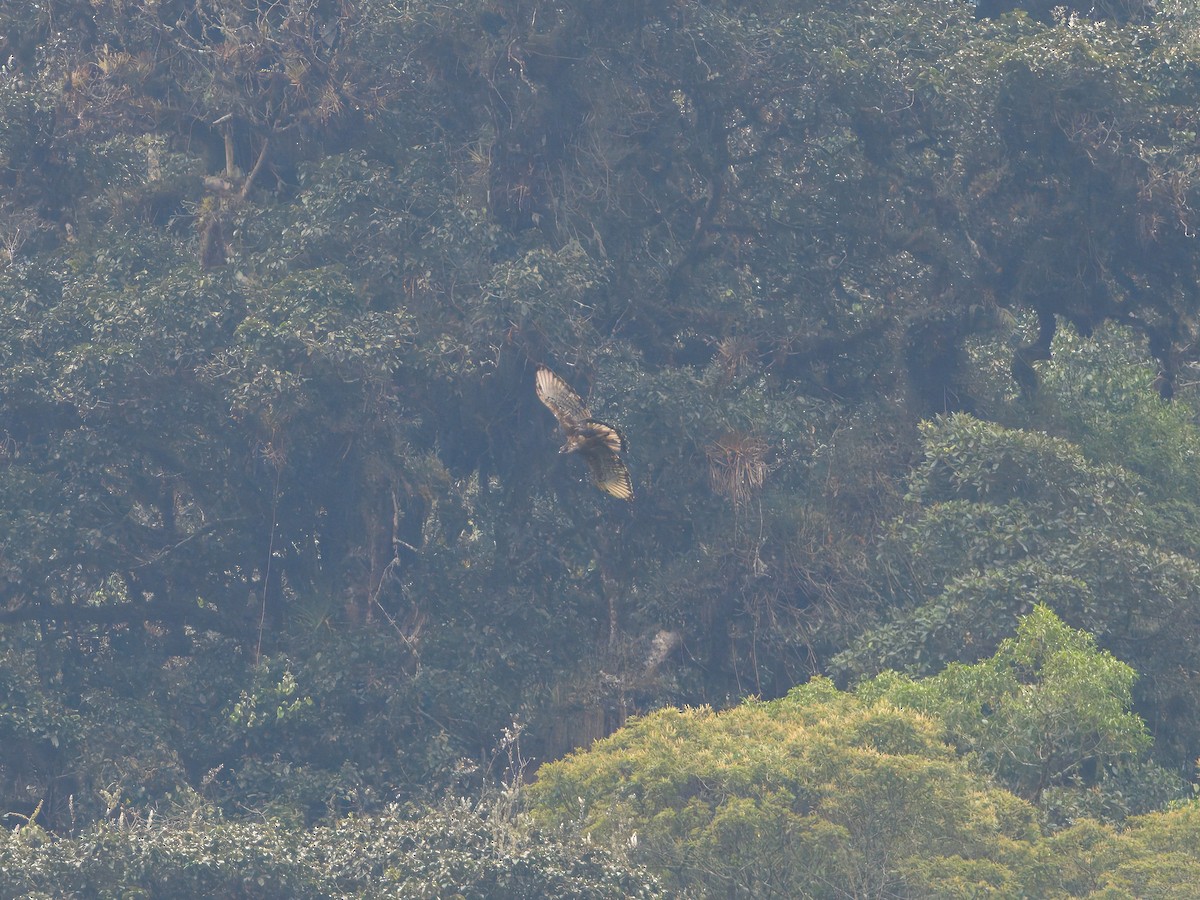 Black-and-chestnut Eagle - ML627766703