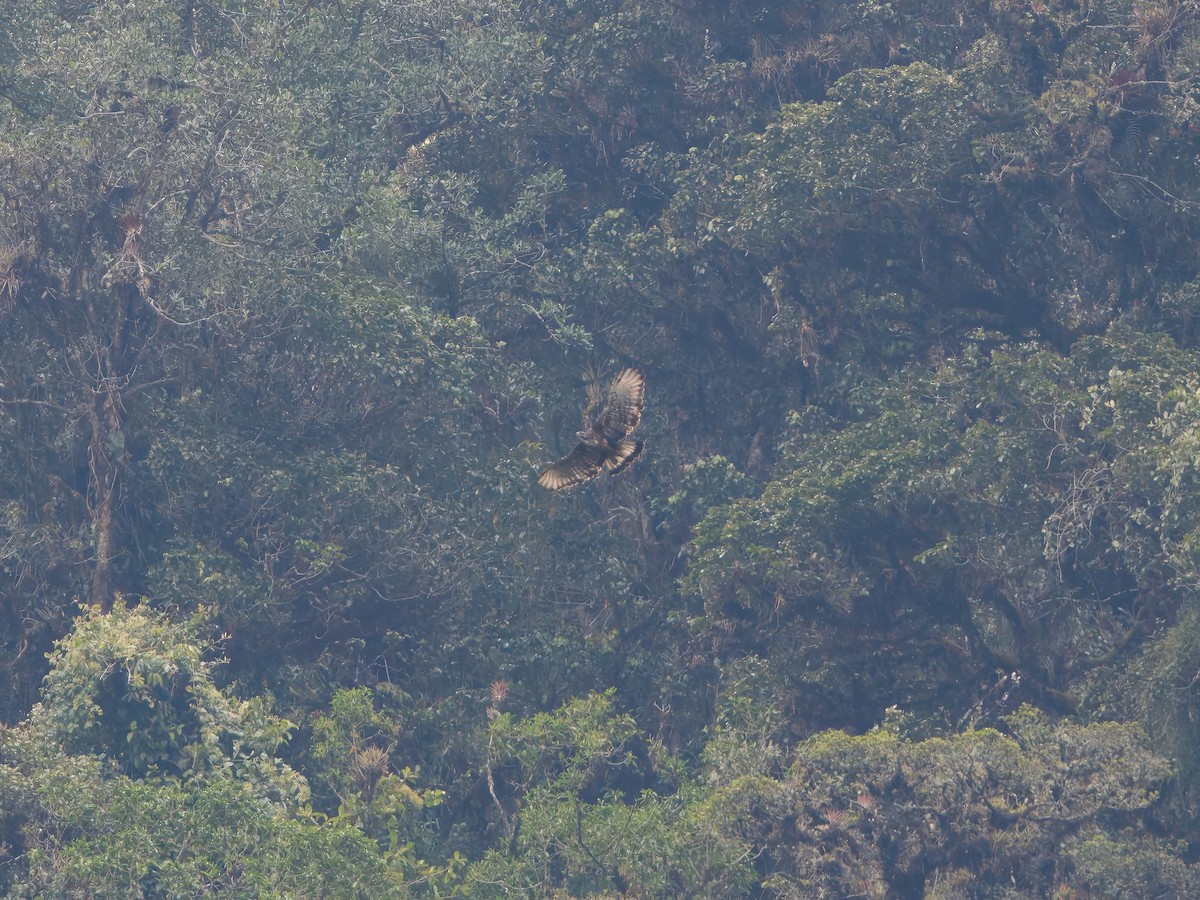 Black-and-chestnut Eagle - ML627766704