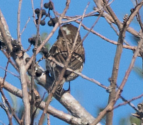 Purple Finch - ML627766770