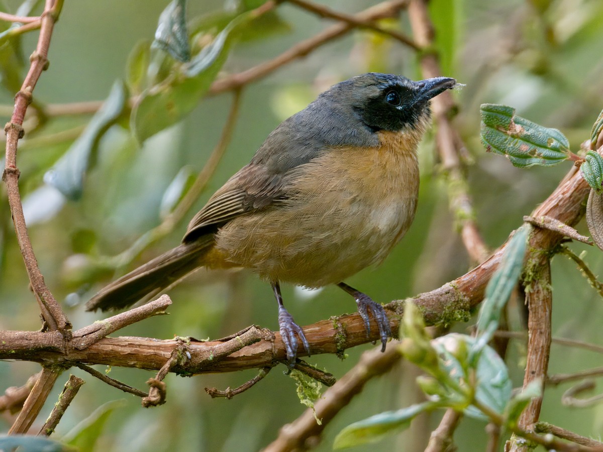 Tangara barbouillé - ML627766787