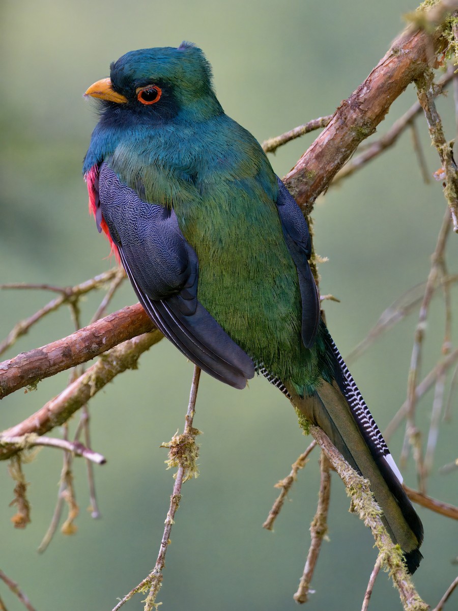 Trogon masqué - ML627766793