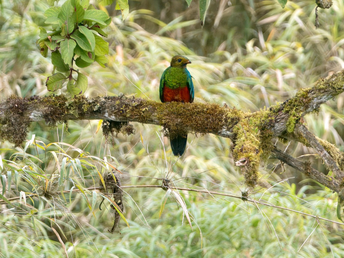 Golden-headed Quetzal - ML627766861