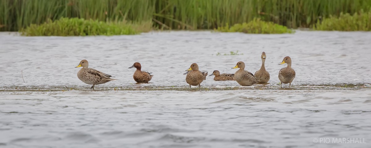 Yellow-billed Pintail - ML627766929