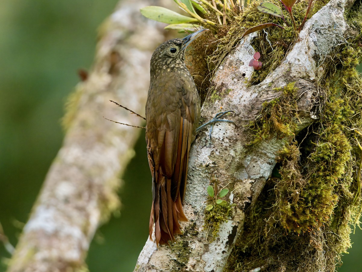Olive-backed Woodcreeper - ML627766970
