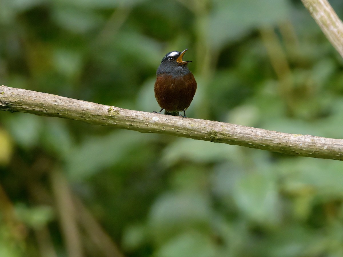 Chestnut-bellied Chat-Tyrant - ML627767169