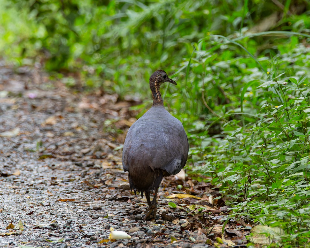 Solitary Tinamou - ML627767232