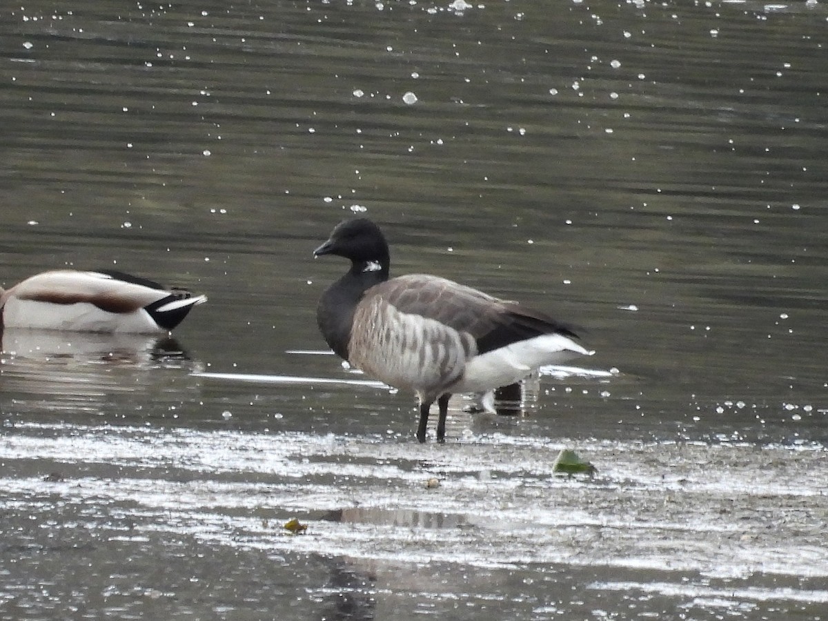 Brant - ML627767244