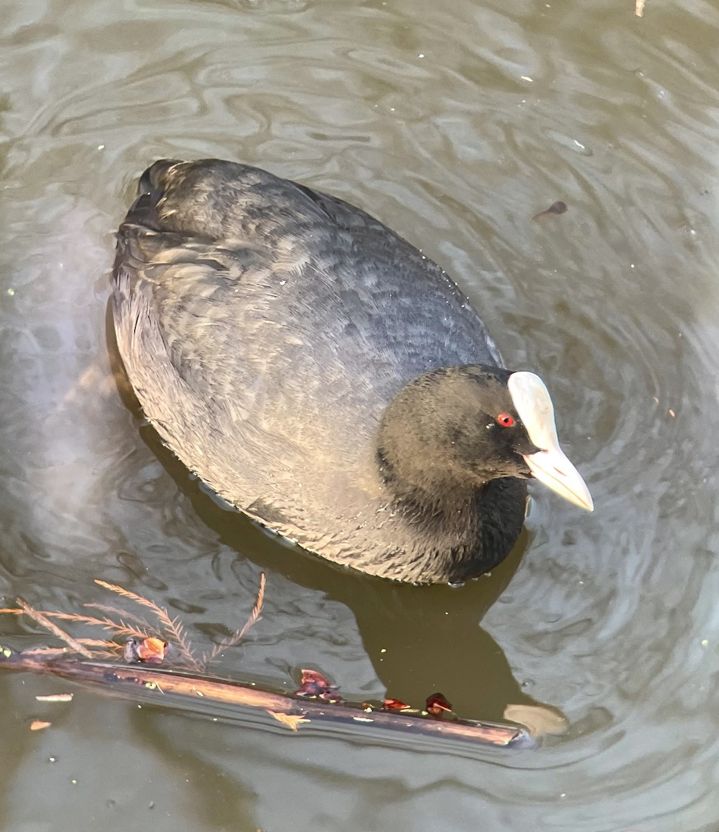 Eurasian Coot - ML627767247